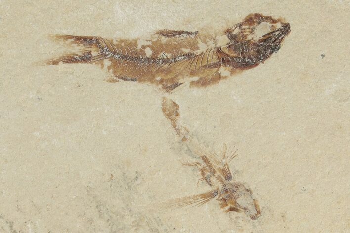 .8" Fossil Flying Fish (Exocoetoides) with Brittle Stars - Lebanon